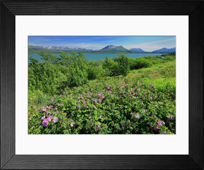 Framed Print : Roses along the Haines Road Haines Road north of Haines Junction Yukon Canada Framed Print : Roses along the Haines Road Haines Road north of Haines Junction Yukon Canada