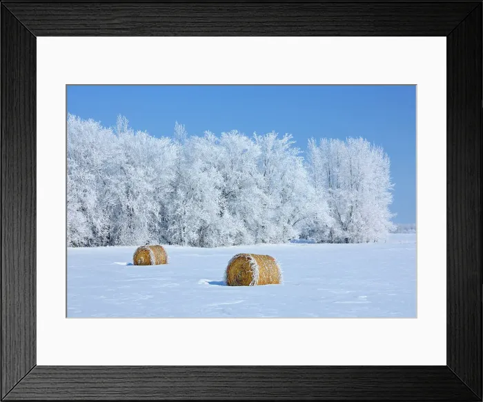 Framed Print : Bales and hoarfrost, Hazelglen, Manitoba, Canada Framed Print : Bales and hoarfrost, Hazelglen, Manitoba, Canada