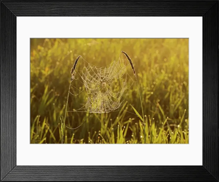 Framed Print : SPider web in grasses Fannystelle, Manitoba, Canada