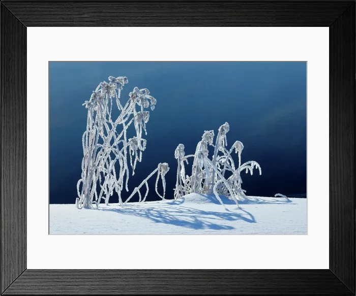 Framed Print : Hoarfrost covered grasses along Jessica Lake Whiteshell Provincial Park, Manitoba, Canada Framed Print : Hoarfrost covered grasses along Jessica Lake Whiteshell Provincial Park, Manitoba, Canada