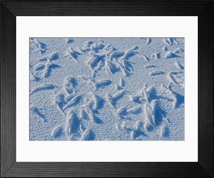 Framed Print : Hoarfrost on grasses and snow. Birds Hill Provincial Park, Manitoba, Canada Framed Print : Hoarfrost on grasses and snow. Birds Hill Provincial Park, Manitoba, Canada