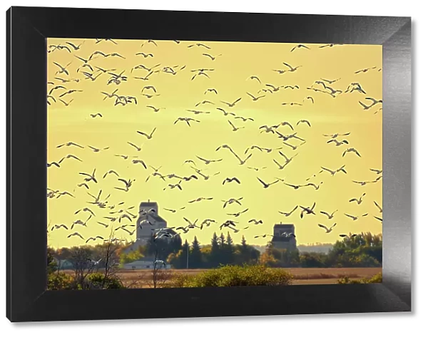 Grain elevators and geese at sunrise Domremy, Saskatchewan, Canada