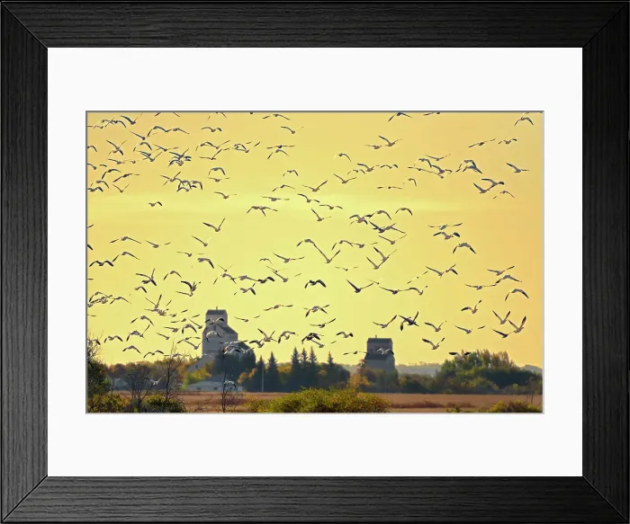 Framed Print : Grain elevators and geese at sunrise Domremy, Saskatchewan, Canada Framed Print : Grain elevators and geese at sunrise Domremy, Saskatchewan, Canada
