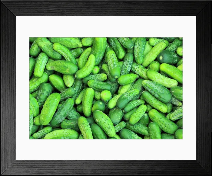 Framed Print : Market garden vegetables - cucumbers Winnipeg, Manitoba, Canada