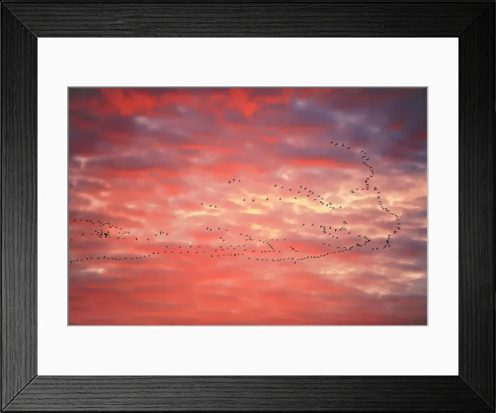 Framed Print : Geese flying at sunset Lepine, Saskatchewan, Canada Framed Print : Geese flying at sunset Lepine, Saskatchewan, Canada