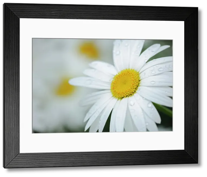 Framed Print : common or oxeye daisy (Leucanthemum vulgare or Chrysanthemum leucanthemum) flowers St. Jacques New Brunswick Canada Framed Print : common or oxeye daisy (Leucanthemum vulgare or Chrysanthemum leucanthemum) flowers St. Jacques New Brunswick Canada