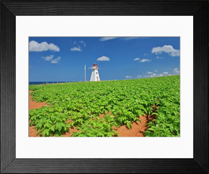 Framed Print : Cape Tryon Lighthouse, potatoes in flower. Cape Tryon, Prince Edward Island, Canada Framed Print : Cape Tryon Lighthouse, potatoes in flower. Cape Tryon, Prince Edward Island, Canada