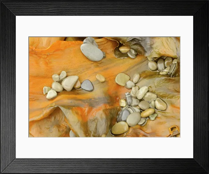Framed Print : Pebbles on seaweed. Forillon National Park Quebec Canada Framed Print : Pebbles on seaweed. Forillon National Park Quebec Canada