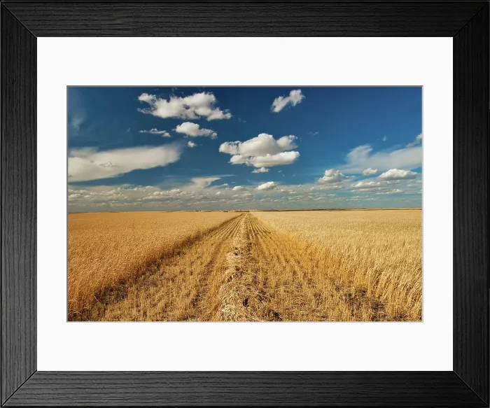 Framed Print : Barley Bow Island, Alberta, Canada Framed Print : Barley Bow Island, Alberta, Canada