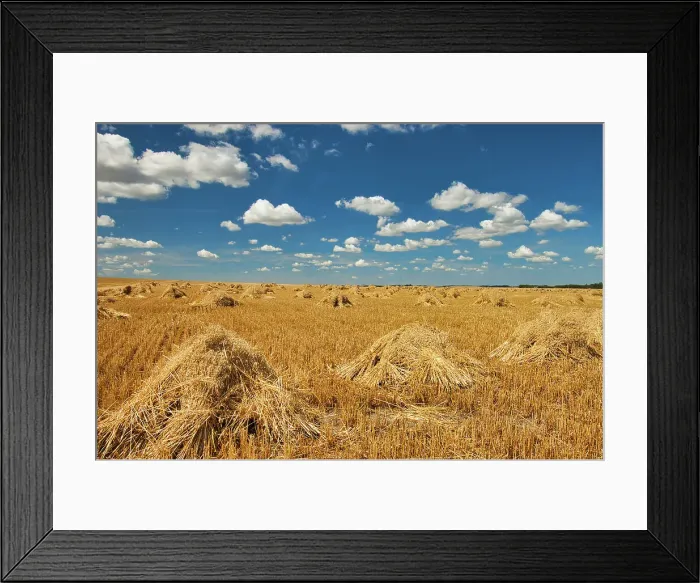 Framed Print : Stooks Swan Lake, Manitoba, Canada