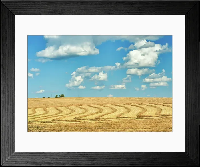 Framed Print : Swaths of wheat and clouds Morin, Alberta, Canada Framed Print : Swaths of wheat and clouds Morin, Alberta, Canada