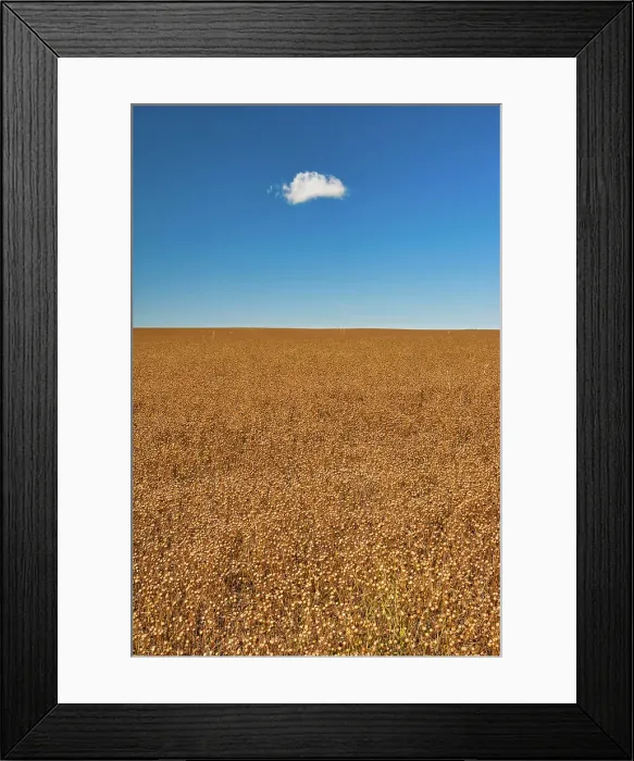 Framed Print : Flax crop in seed stage. Holland, Manitoba, Canada Framed Print : Flax crop in seed stage. Holland, Manitoba, Canada