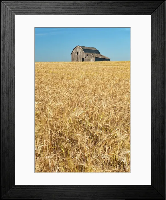 Framed Print : Old wooden weathered barn and barley crop Trochu, Alberta, Canada Framed Print : Old wooden weathered barn and barley crop Trochu, Alberta, Canada