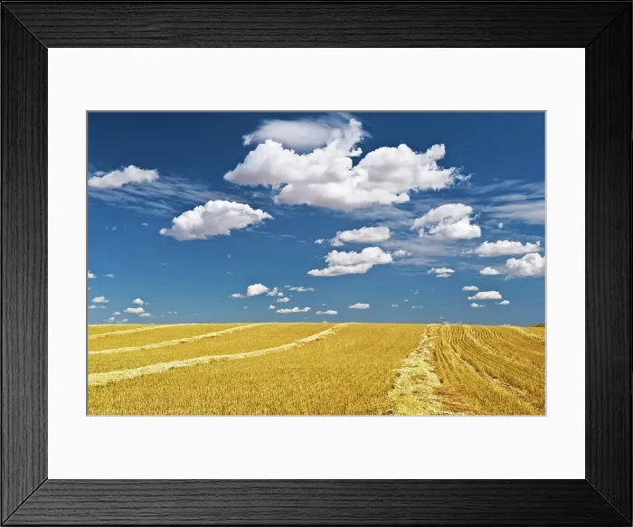 Framed Print : swath wheat and clouds near Bengough, Saskatchewan, Canada