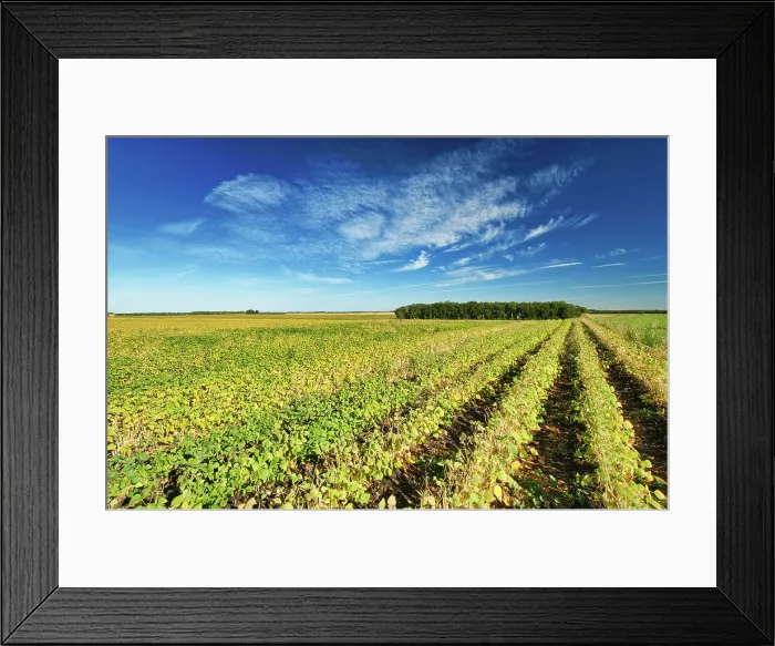 Framed Print : White beans Treherne, Manitoba, Canada Framed Print : White beans Treherne, Manitoba, Canada