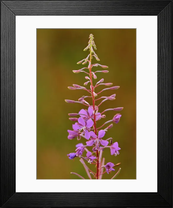 Framed Print : Fireweed (Epilobium sp.) Ear Falls, Ontario, Canada