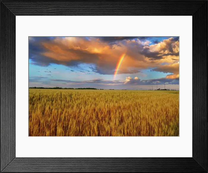 Framed Print : Wheat field and rainbow after storm Lorette, Manitoba, Canada Framed Print : Wheat field and rainbow after storm Lorette, Manitoba, Canada