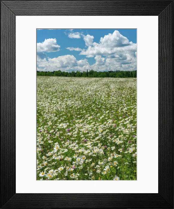 Framed Print : Field of common or oxeye daisy (Leucanthemum vulgare or Chrysanthemum leucanthemum) flowers. Northern Ontario, Canada Framed Print : Field of common or oxeye daisy (Leucanthemum vulgare or Chrysanthemum leucanthemum) flowers. Northern Ontario, Canada