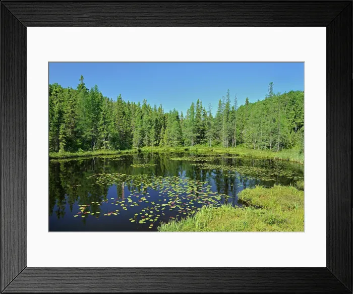 Framed Print : Yellow pond-lily, variegated pond-lily or bullhead pond-lily (Nuphar variegata) Latchford, Ontario, Canada Framed Print : Yellow pond-lily, variegated pond-lily or bullhead pond-lily (Nuphar variegata) Latchford, Ontario, Canada
