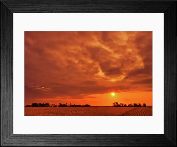 Framed Print : 2-row barley Whitewood, Saskatchewan, Canada