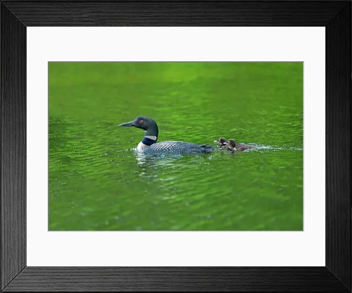 Framed Print : Common loon with chicks on Snake Island Lake ( Cassels Lake) Temagami, Ontario, Canada Framed Print : Common loon with chicks on Snake Island Lake ( Cassels Lake) Temagami, Ontario, Canada