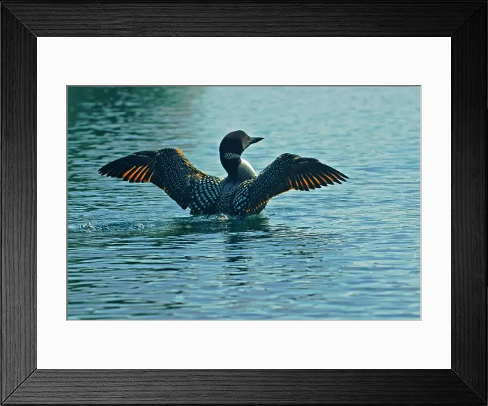 Framed Print : loon displaying on Killarney Lake Killarney Provincial Park, Ontario, Canada Framed Print : loon displaying on Killarney Lake Killarney Provincial Park, Ontario, Canada