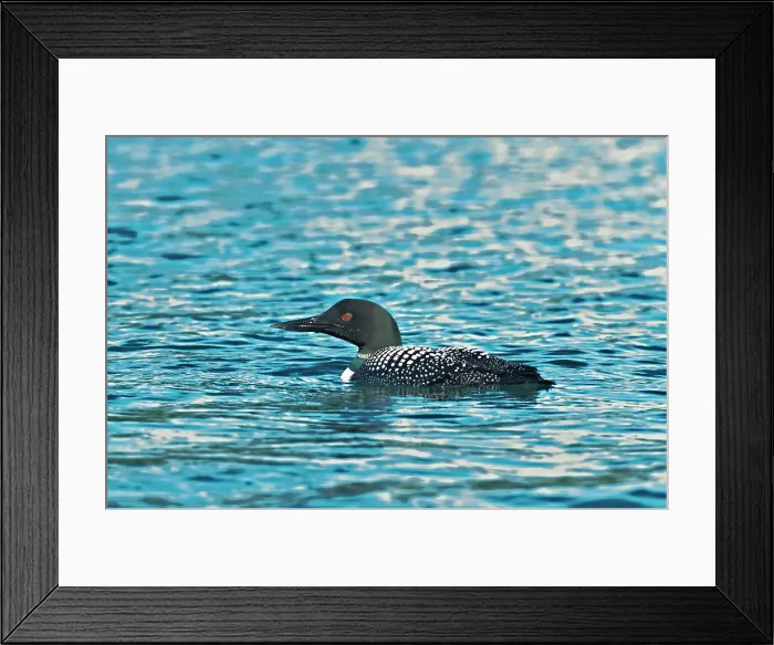 Framed Print : Common loon (Gavia immer) on Killarney Lake Killarney Provincial Park, Ontario, Canada Framed Print : Common loon (Gavia immer) on Killarney Lake Killarney Provincial Park, Ontario, Canada