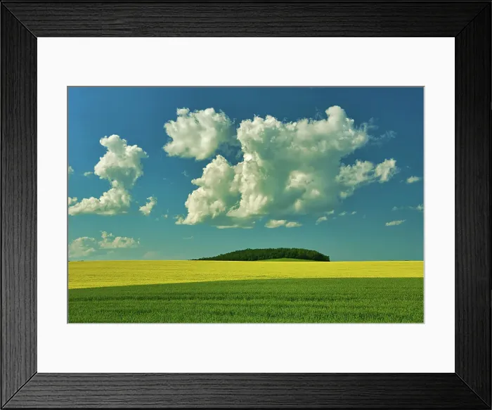 Framed Print : Cumulus clouds, canola and grain field in foreground Somerset, Manitoba, Canada Framed Print : Cumulus clouds, canola and grain field in foreground Somerset, Manitoba, Canada