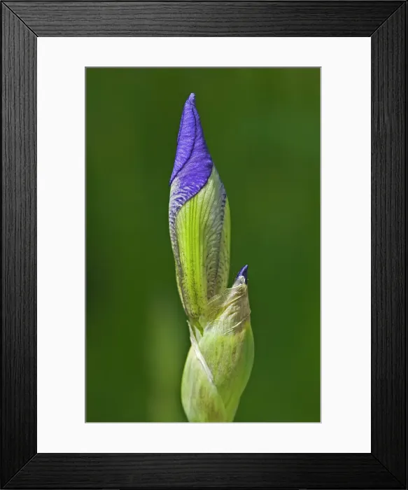 Framed Print : Flower bud of blue flag (Iris versicolor). Winnipeg, Manitoba, Canada Framed Print : Flower bud of blue flag (Iris versicolor). Winnipeg, Manitoba, Canada