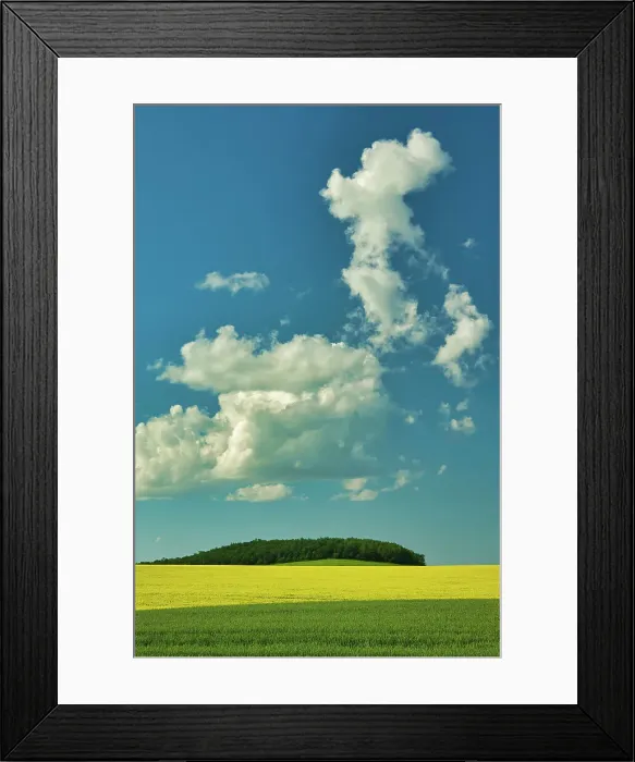 Framed Print : Cumulus clouds, canola and grain field in foreground Somerset, Manitoba, Canada Framed Print : Cumulus clouds, canola and grain field in foreground Somerset, Manitoba, Canada