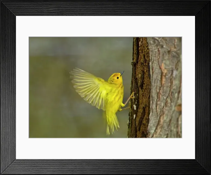 Framed Print : Yellow warbler (Dendroica petechia gundlach) Point Pelee National Park, Ontario, Canada