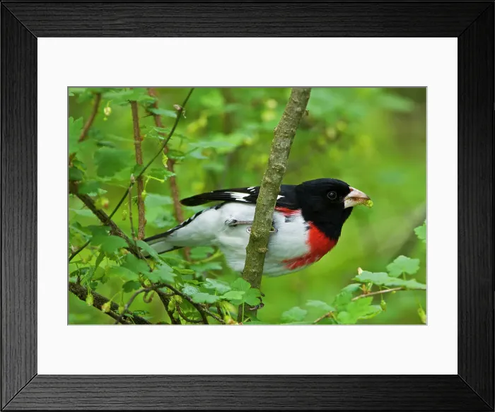 Framed Print : Rose-breasted grosbeak (Pheucticus ludovicianus) Point Pelee National Park, Ontario, Canada Framed Print : Rose-breasted grosbeak (Pheucticus ludovicianus) Point Pelee National Park, Ontario, Canada