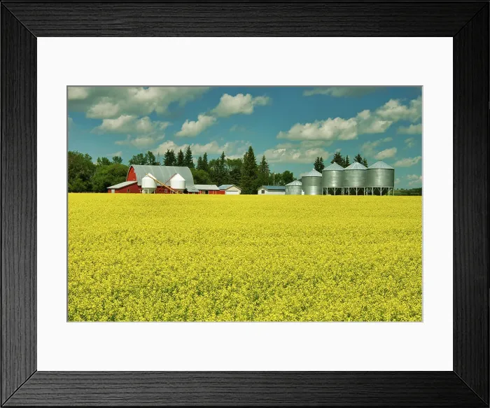 Framed Print : Red barn and canola crop Somerset, Manitoba, Canada Framed Print : Red barn and canola crop Somerset, Manitoba, Canada