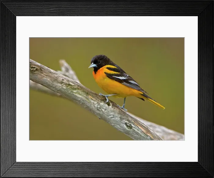 Framed Print : Baltimore oriole (Icterus galbula) Rondeau Provincial Park, Ontario, Canada Framed Print : Baltimore oriole (Icterus galbula) Rondeau Provincial Park, Ontario, Canada