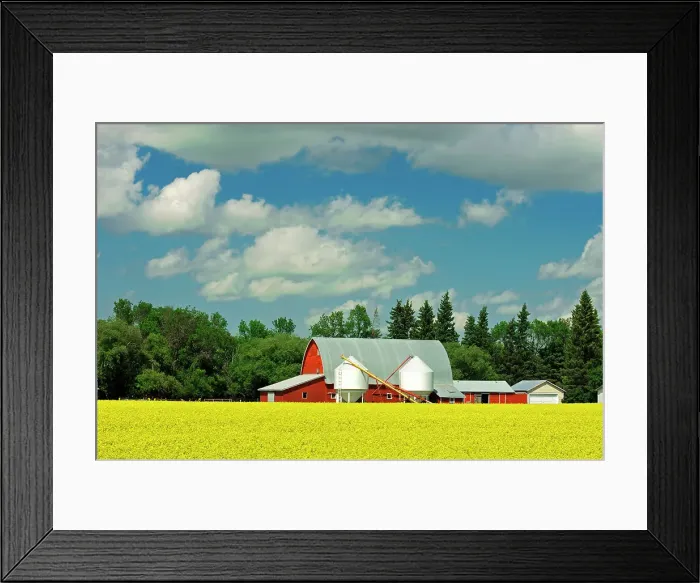 Framed Print : red barn and canola Somerset, Manitoba, Canada Framed Print : red barn and canola Somerset, Manitoba, Canada