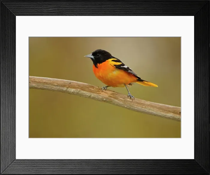 Framed Print : Baltimore oriole (Icterus galbula) Rondeau Provincial Park, Ontario, Canada Framed Print : Baltimore oriole (Icterus galbula) Rondeau Provincial Park, Ontario, Canada