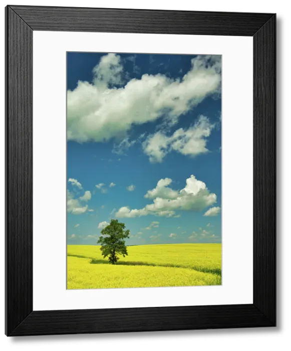 Framed Print : tree, canola field and cumulus clouds Rathwell, Manitoba, Canada
