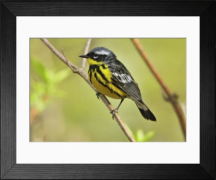 Framed Print : Magnolia warbler (Dendroica magnolia) Point Pelee National Park, Ontario, Canada
