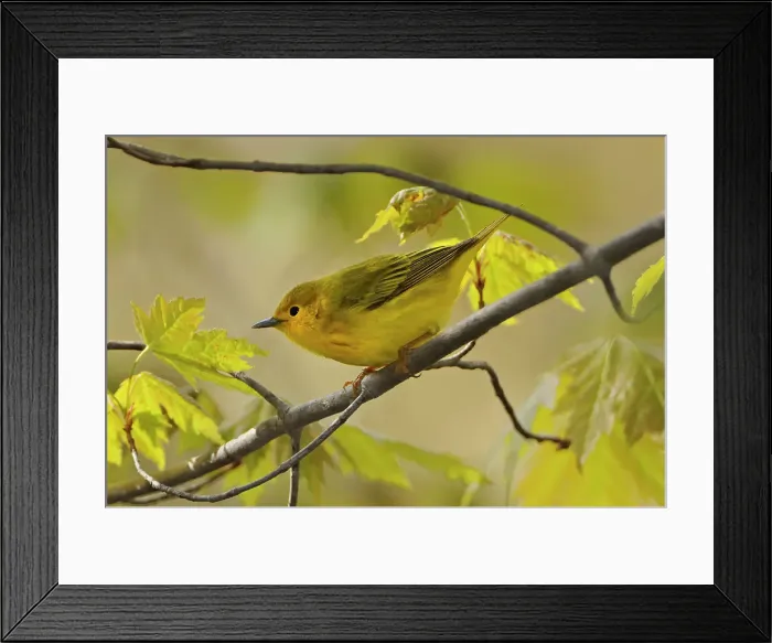 Framed Print : Yellow warbler (Setophaga petechia) in spring migration Point Pelee National Park, Ontario, Canada Framed Print : Yellow warbler (Setophaga petechia) in spring migration Point Pelee National Park, Ontario, Canada