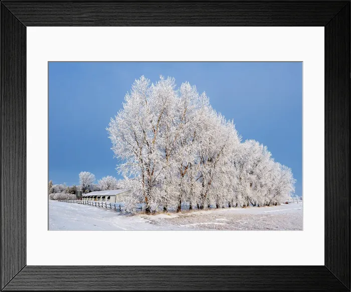 Framed Print : Heavy hoarfrost on shelterbelt trees. Lorette, Manitoba, Canada Framed Print : Heavy hoarfrost on shelterbelt trees. Lorette, Manitoba, Canada
