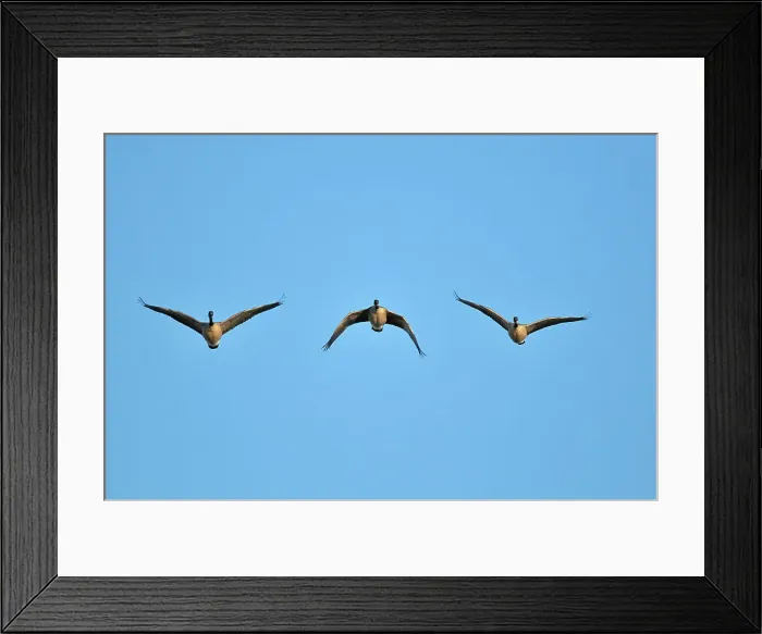 Framed Print : Three Canada geese in flight Oak Hammock Marsh, Manitoba, Canada Framed Print : Three Canada geese in flight Oak Hammock Marsh, Manitoba, Canada