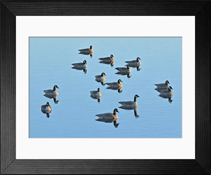 Framed Print : Canada geese (Branta canadensis) Oak Hammock Marsh, Manitoba, Canada Framed Print : Canada geese (Branta canadensis) Oak Hammock Marsh, Manitoba, Canada