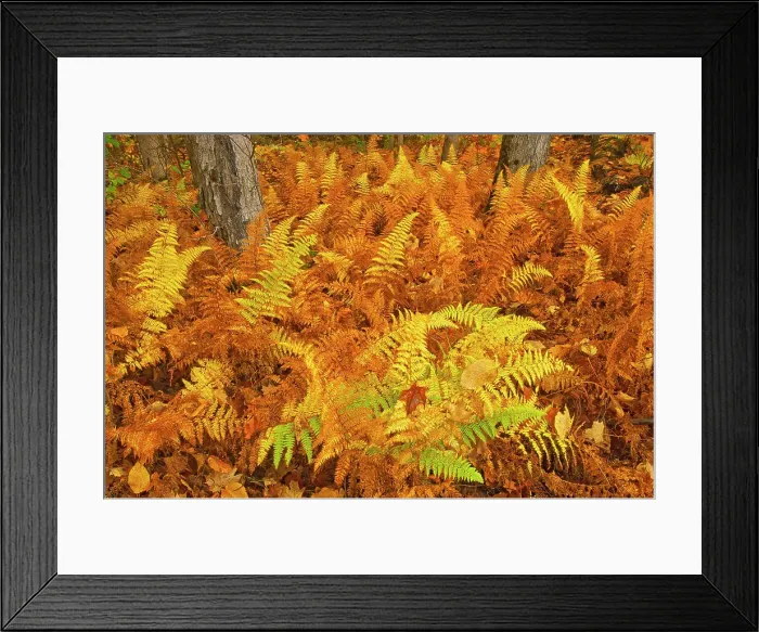 Framed Print : Wood ferns in autumn Baysville, Ontario, Canada Framed Print : Wood ferns in autumn Baysville, Ontario, Canada