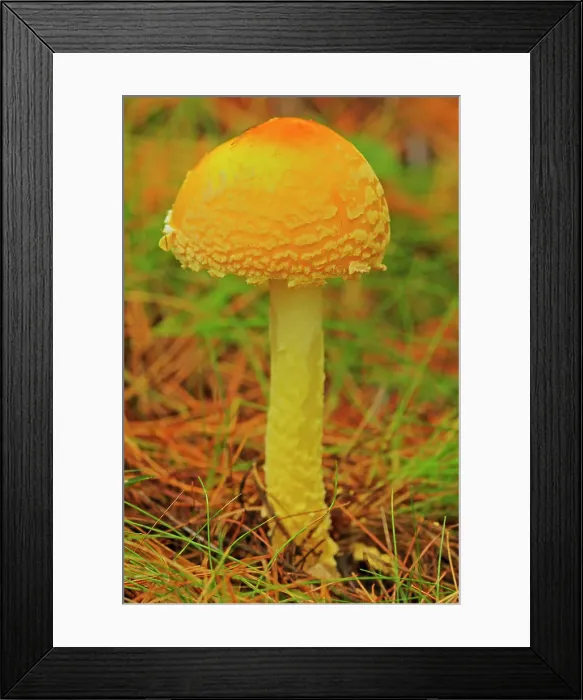 Framed Print : Mushroom in autumn. White pine, hemlock and northern hardwoods forest. Hardy Lake Provincial Park, Ontario, Canada Framed Print : Mushroom in autumn. White pine, hemlock and northern hardwoods forest. Hardy Lake Provincial Park, Ontario, Canada
