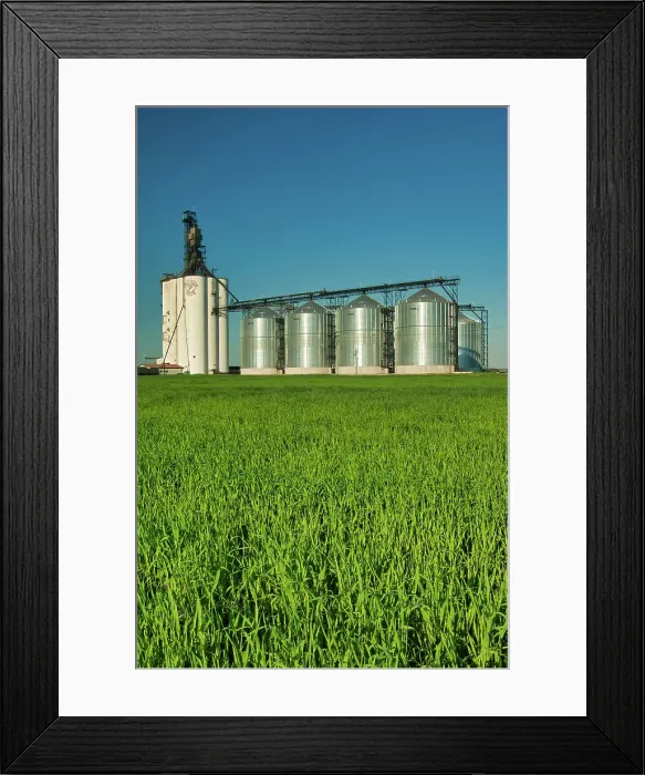 Framed Print : high through put grain elevator (Paterson Grain). and immature grain crop Morris, Manitoba, Canada Framed Print : high through put grain elevator (Paterson Grain). and immature grain crop Morris, Manitoba, Canada