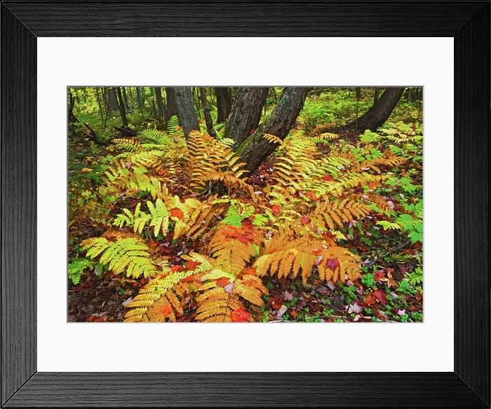 Framed Print : ferns in autumn on Granite Ridge Trail Killarney Provincial Park, Ontario, Canada Framed Print : ferns in autumn on Granite Ridge Trail Killarney Provincial Park, Ontario, Canada