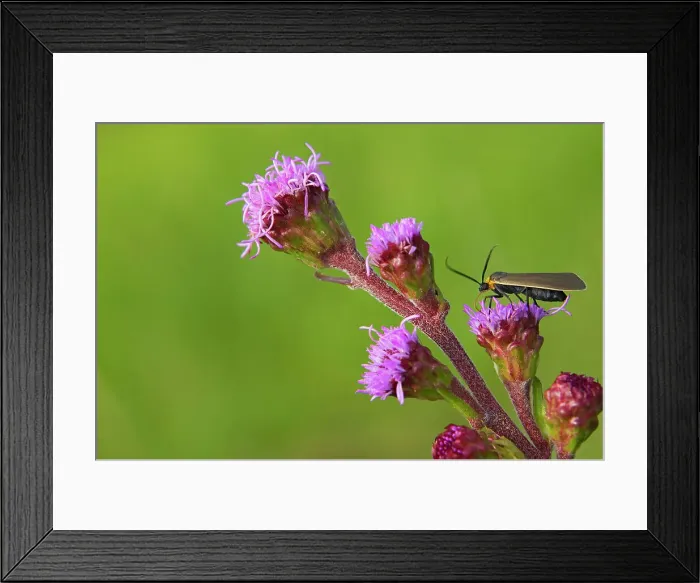 Framed Print : Moth on blazingstar Tolstoi Tall Grass Prairie Prese, Manitoba, Canada Framed Print : Moth on blazingstar Tolstoi Tall Grass Prairie Prese, Manitoba, Canada