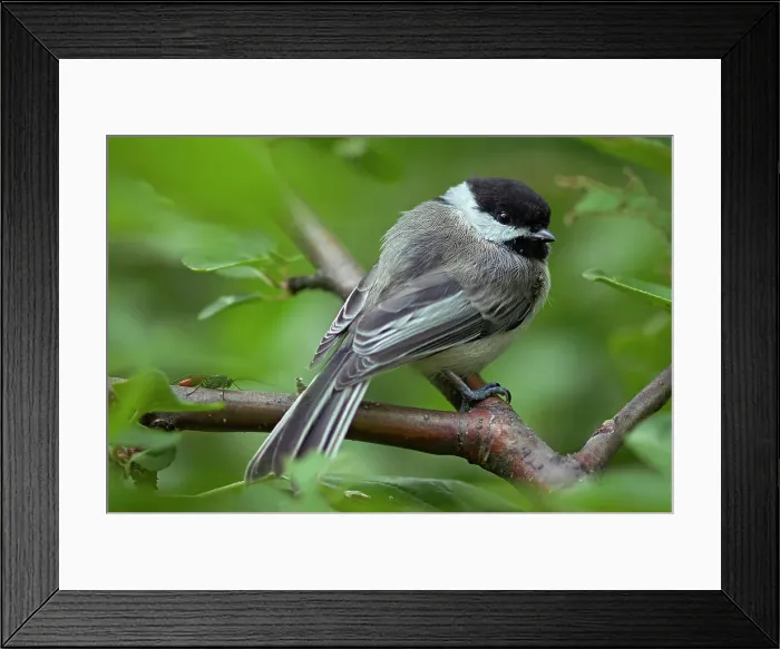 Framed Print : Black-capped chickadee (Poecile atricapillus) and insect in apple tree Winnipeg, Manitoba, Canada Framed Print : Black-capped chickadee (Poecile atricapillus) and insect in apple tree Winnipeg, Manitoba, Canada
