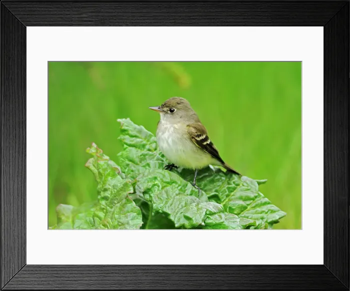 Framed Print : Least Flycatcher (Empidonax minimus) on rhubarb Winnipeg, Manitoba, Canada Framed Print : Least Flycatcher (Empidonax minimus) on rhubarb Winnipeg, Manitoba, Canada