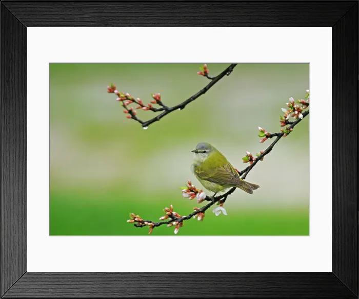Framed Print : Tennessee warbler (Vermivora peregrina) in Nanking Cherry Winnipeg, Manitoba, Canada Framed Print : Tennessee warbler (Vermivora peregrina) in Nanking Cherry Winnipeg, Manitoba, Canada